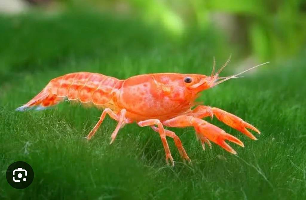 Oranje CPO dwergkreefen, Dieren en Toebehoren, Vis