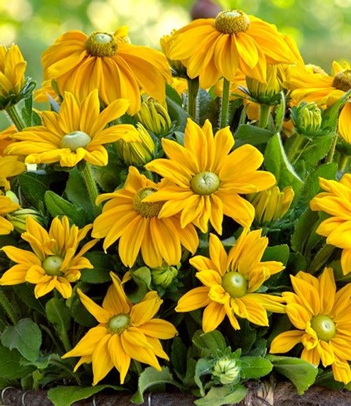 Zaden Rudbeckia sunbeckia Ophelia, Verzenden, Volle zon