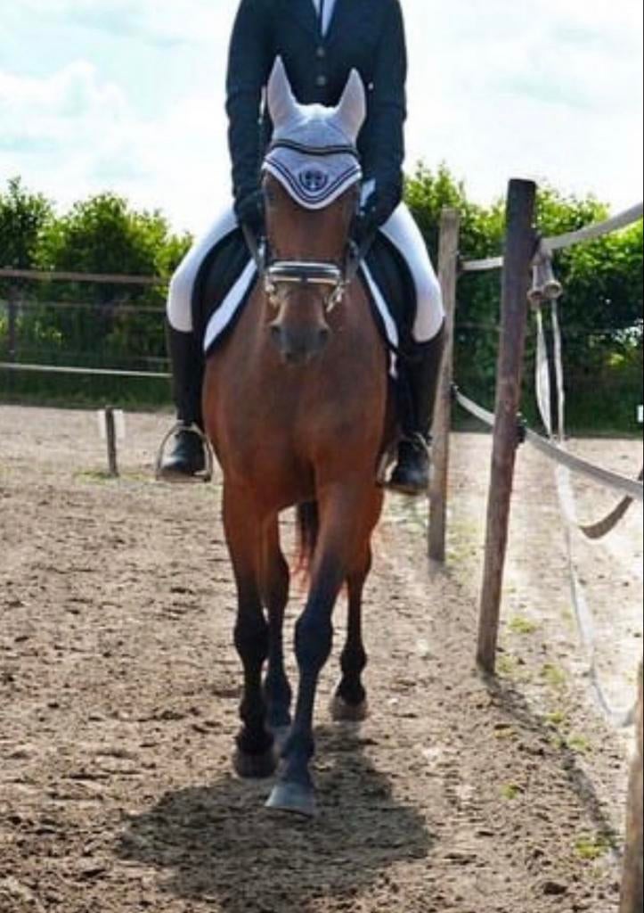 Eskadron spring / vzh   wedstrijd setje maat full, Ophalen of Verzenden, Springen