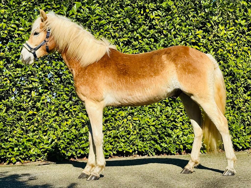 In opdracht te koop: bijna 2-jarige Haflinger ruin, Dieren en Toebehoren, Ruin, Onbeleerd, Minder dan 160 cm, Met stamboom