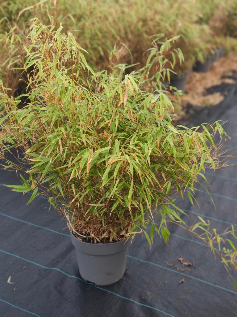 Bamboe plant - Fargesia murieliae 'Jumbo', Tuin en Terras, Vaste plant, Siergrassen, Ophalen of Verzenden, Bloeit niet