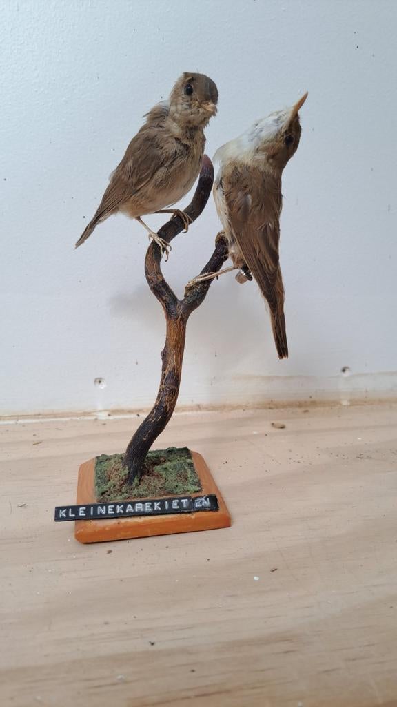 Prachtig Koppel opgezette Vogels!, Verzamelen, Dierenverzamelingen, Ophalen of Verzenden, Zo goed als nieuw, Vogel, Opgezet dier