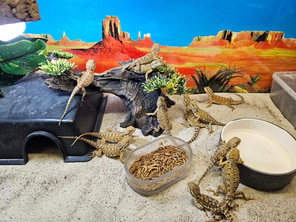 Pogona henrylawsoni Dwerg baardagaam, Hagedis, 0 tot 2 jaar