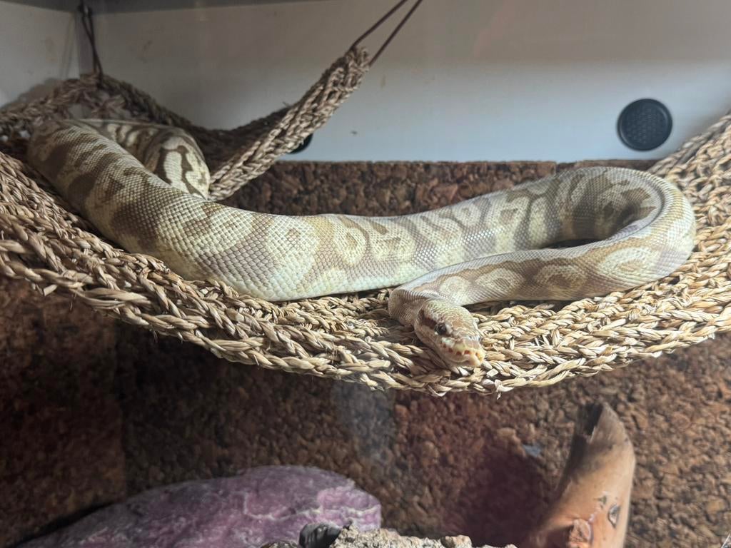 Koningspython python regius 0.1 vrouw Ball Python - female for sale from Lizzard