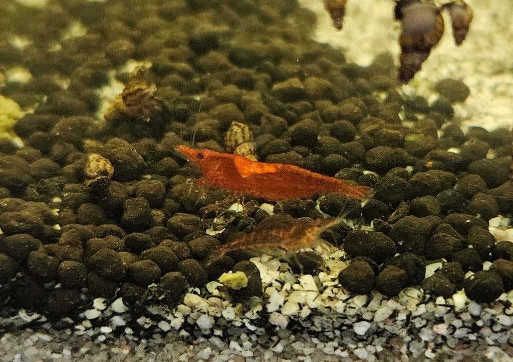 Vuurgarnalen ruilen, Vis