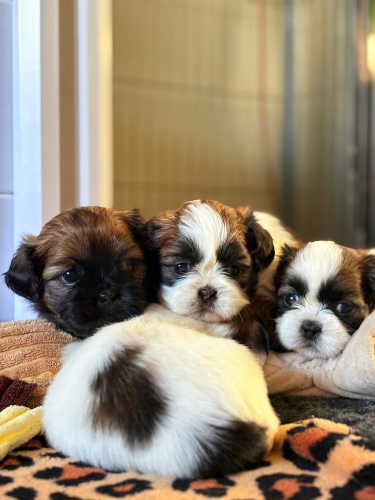 Shih tzu puppy’s, Overige rassen, 8 tot 15 weken, Parvo, Meerdere