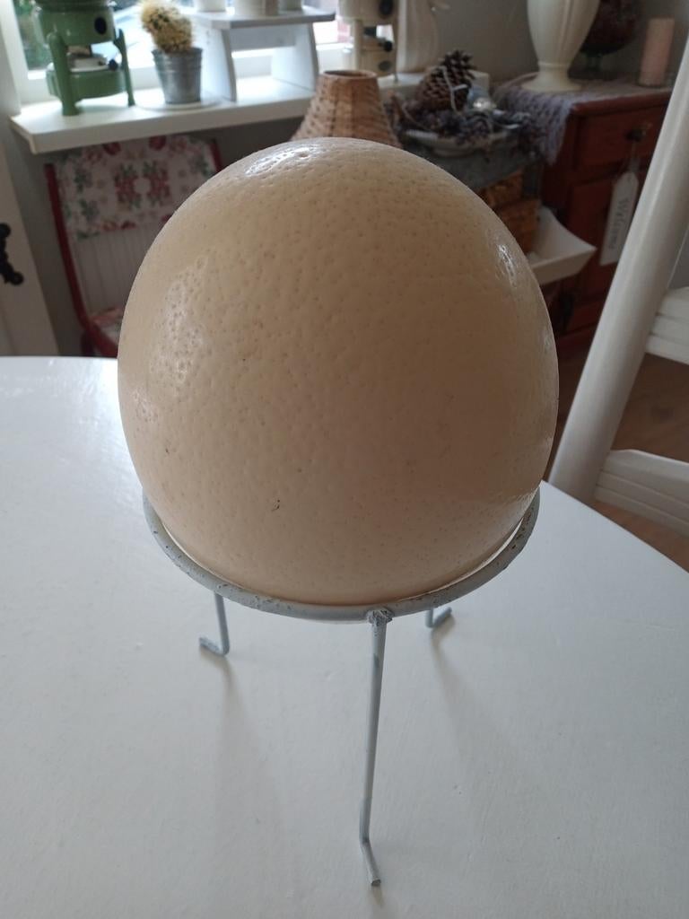 Struisvogel  ei, Ophalen of Verzenden