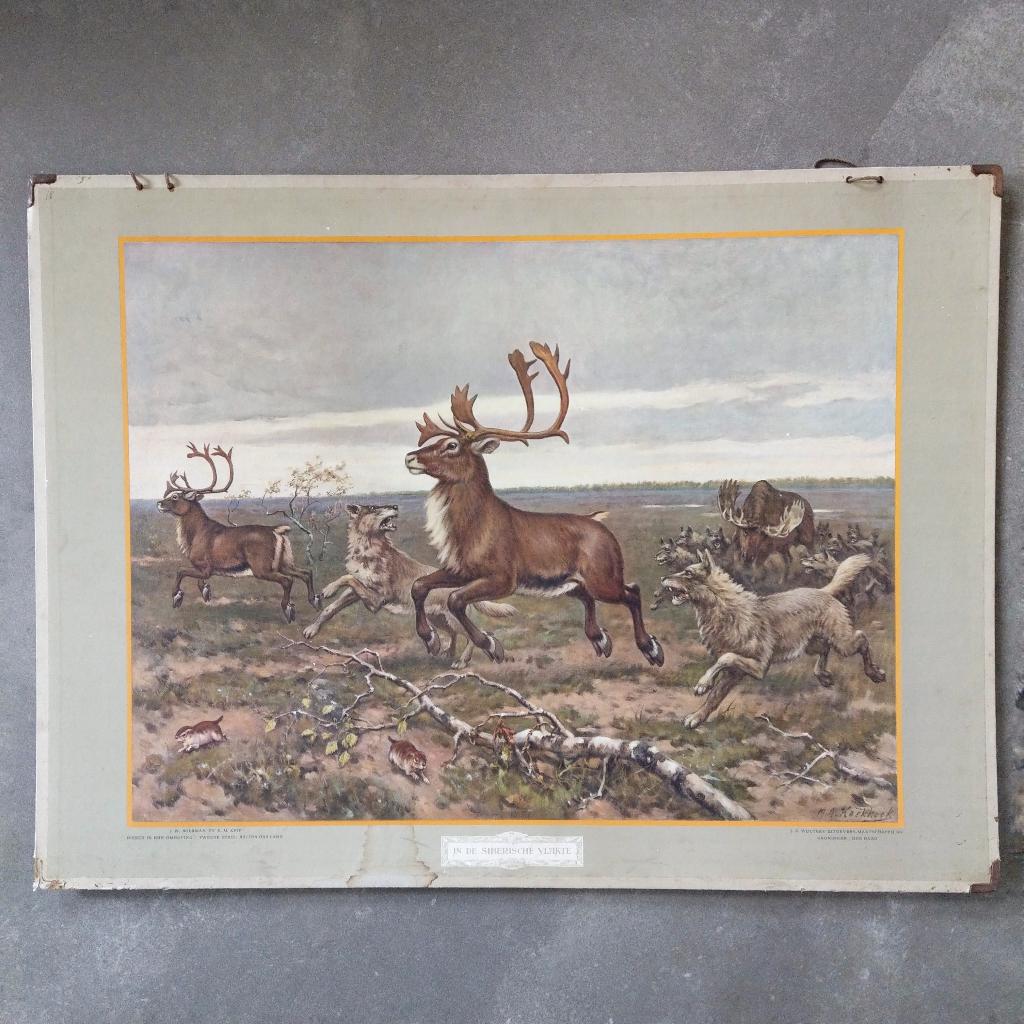 Schoolplaat In de Siberische vlakte – Koekkoek 1934, Ophalen of Verzenden, Natuur en Biologie