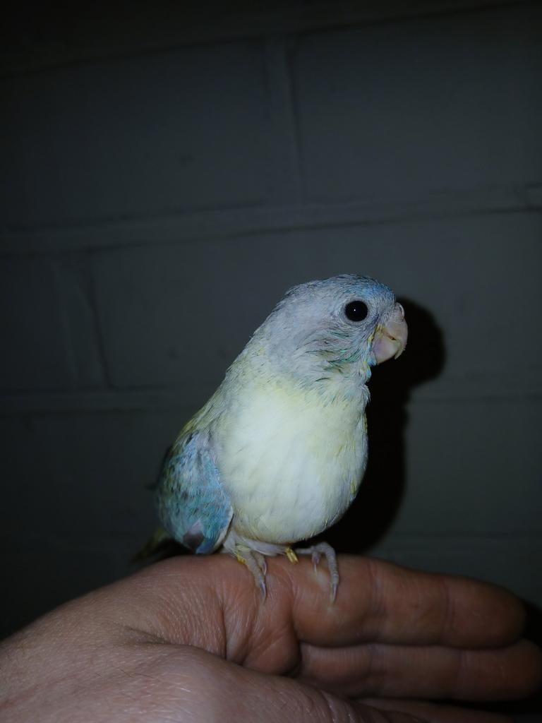 Handtamme splendid parkiet Limburg België, Vrouwelijk, Parkiet, Geringd
