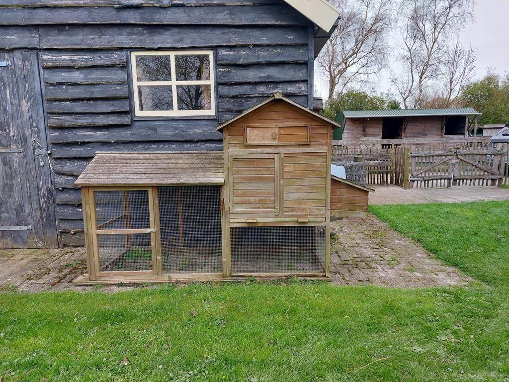 Kippenhok, Vrouwelijk, Kip