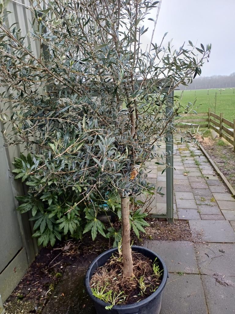 Olijfboom in grote specibak2.50 hoog, Volle zon, Bloeit niet, Ophalen of Verzenden, 100 tot 250 cm