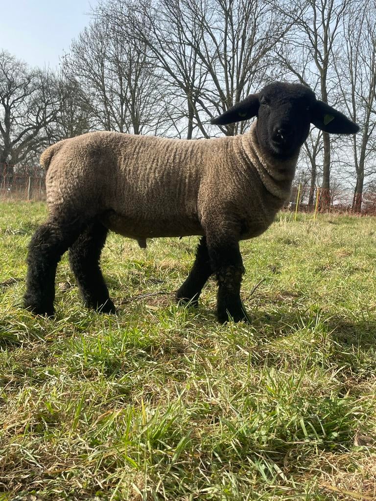 Suffolk stamboekram, Dieren en Toebehoren, Mannelijk, Schaap