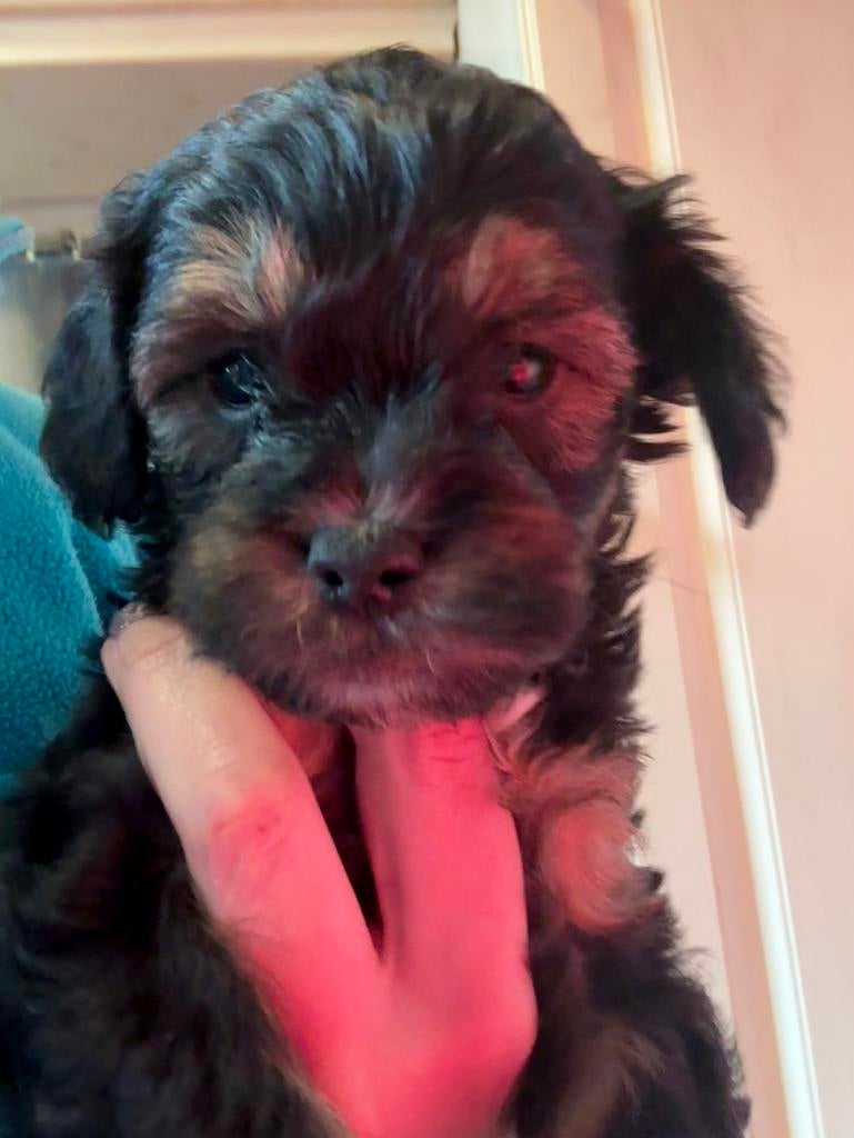 BoomPoo Pup Reutje, Dieren en Toebehoren, Honden | Niet-rashonden, Reu, 8 tot 15 weken, Eén hond, Klein