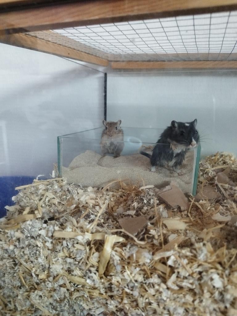 2 mongoolse gerbils + kooi en andere benodigdheden, Dieren en Toebehoren, Knaagdieren, April, Vrouwelijk, Overige typen