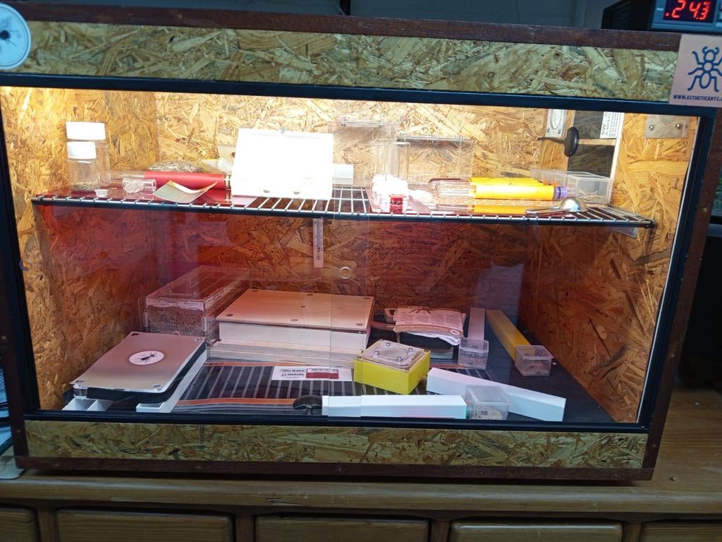 Oogstmieren en zwarte wegmier, Dieren en Toebehoren, Insecten en Spinnen, Mieren