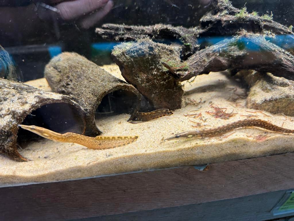 Mastacembelus armatus, Dieren en Toebehoren, Vissen | Aquariumvissen, Vis