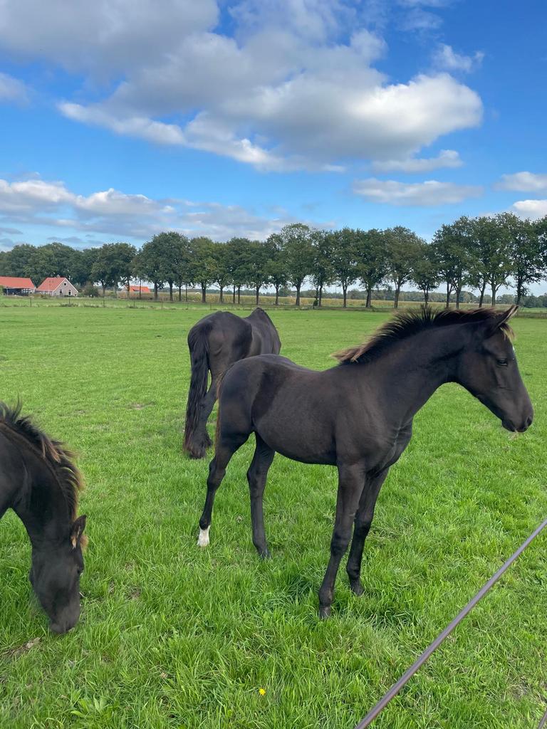 KWPN hengst veulen, Dieren en Toebehoren, Minder dan 160 cm, Niet van toepassing, Meerdere dieren, Gechipt