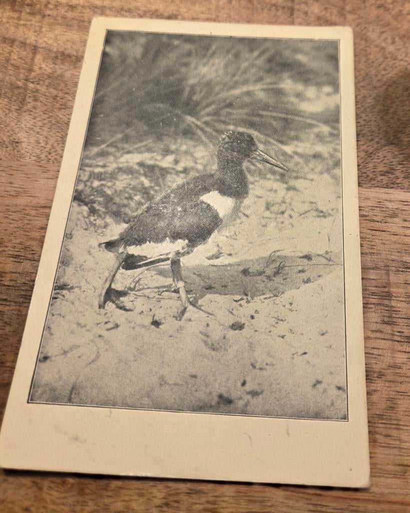 Jonge scholekster, Verzenden, Ongelopen, Vogel