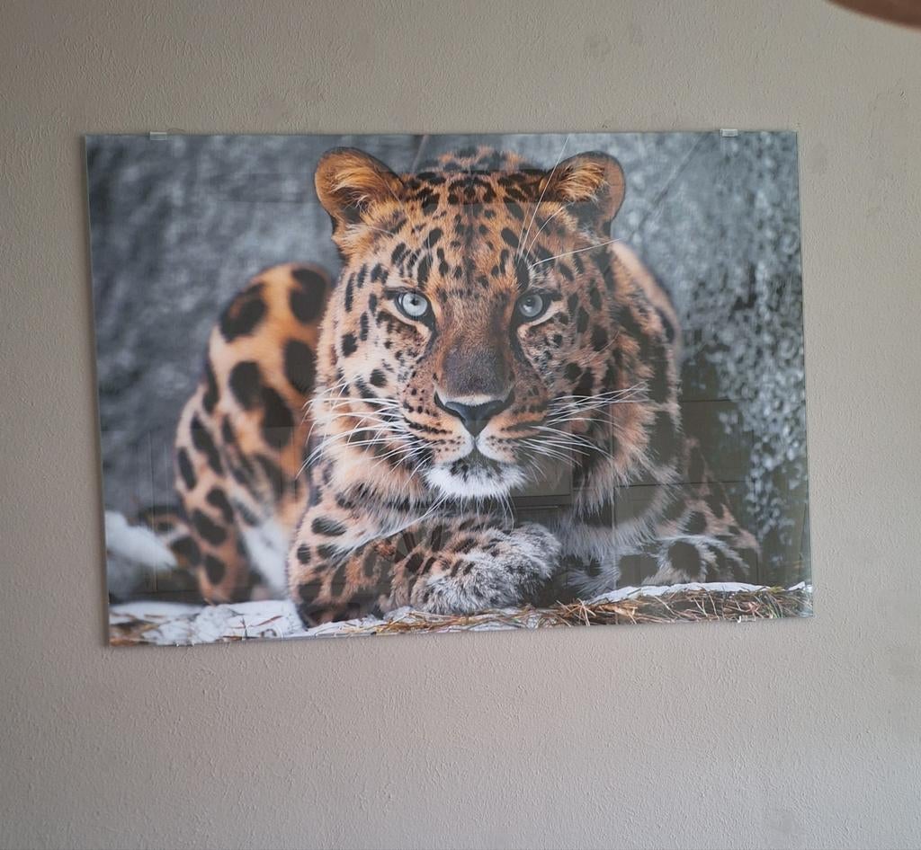 Glazen Schilderij Luipaard 70x100 cm - Gaaf!, Huis en Inrichting, Woonaccessoires | Schilderijen, Tekeningen en Foto's, Ophalen