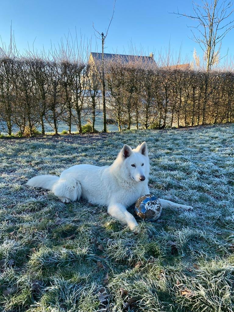 Zwitserse herder dekreu, België, Particulier, Reu, Parvo