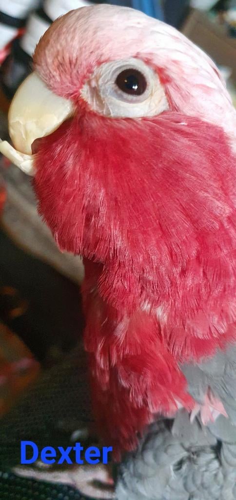 Rosé Kakatoe - tam en praat - Dexter VERKOCHT, Dieren en Toebehoren, Vogels | Parkieten en Papegaaien, Papegaai, Mannelijk, Tam