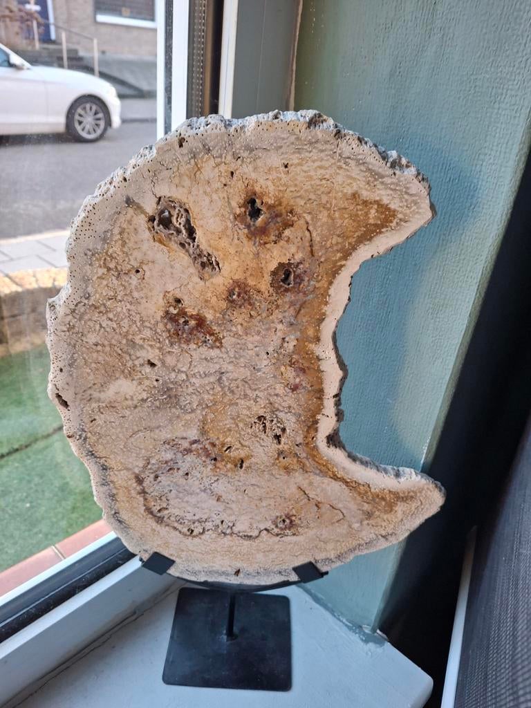 Uniek versteend hout op standaard, Ophalen, Zo goed als nieuw, Overige soorten, Beeldje of Figuurtje