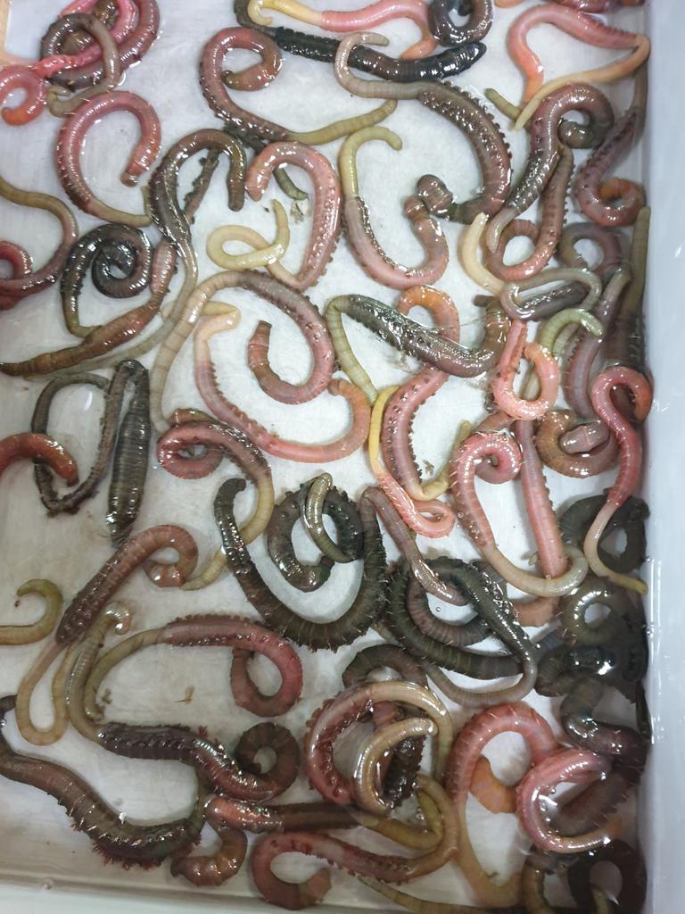 Alles voor de visser! Ook zeepieren en zagers!!, Ophalen, Nieuw, Complete set