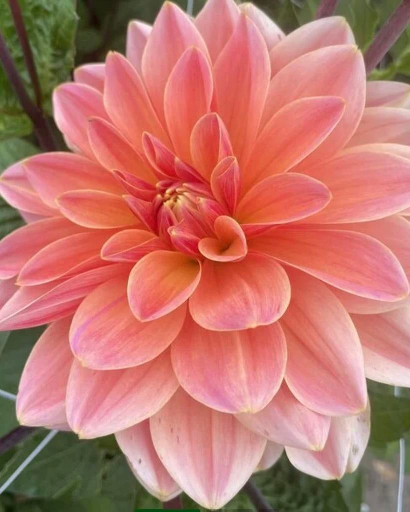 Dahlia knollen mister Frans, Tuin en Terras, Bloembollen en Zaden, Ophalen of Verzenden, Volle zon, Knol