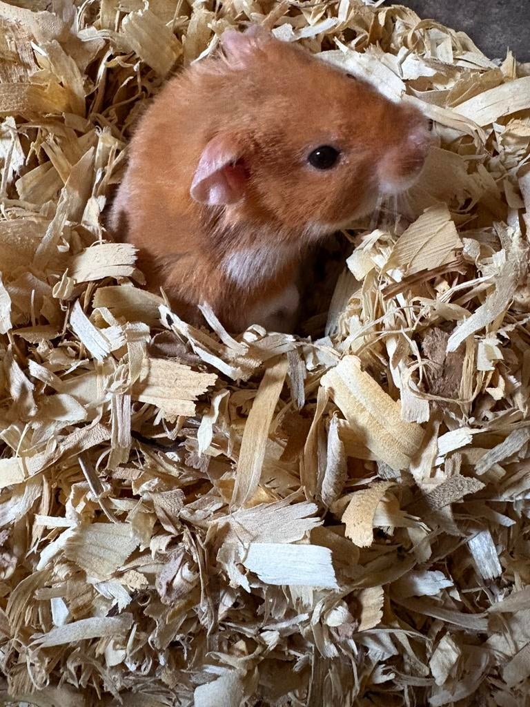 Tamme goudhamster, Hamster, Mannelijk, December, Tam