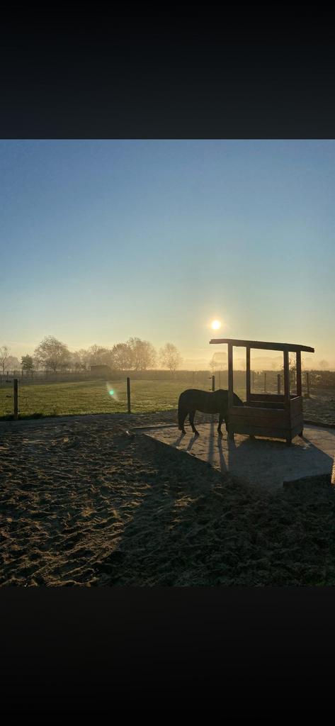 Sprundel - kleinschalige paddock paradise, Dieren en Toebehoren, Stalling en Weidegang, Weidegang