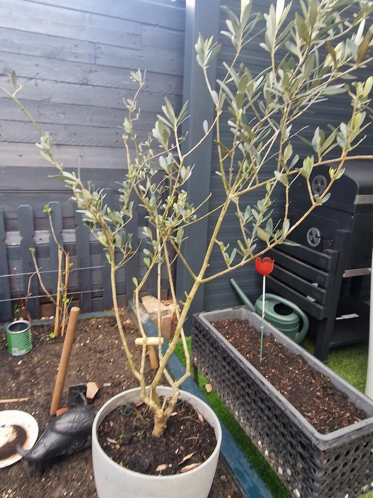 Olijfboom, Ophalen of Verzenden