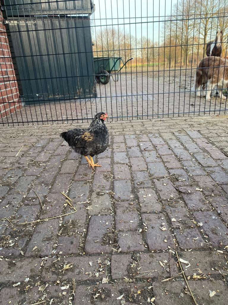 Wyandotte kriel hanen, Dieren en Toebehoren, Pluimvee, Mannelijk, Kip