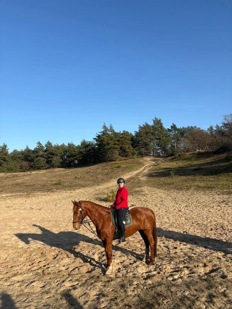 Gezocht verzorg en bijrijd paard, Ophalen