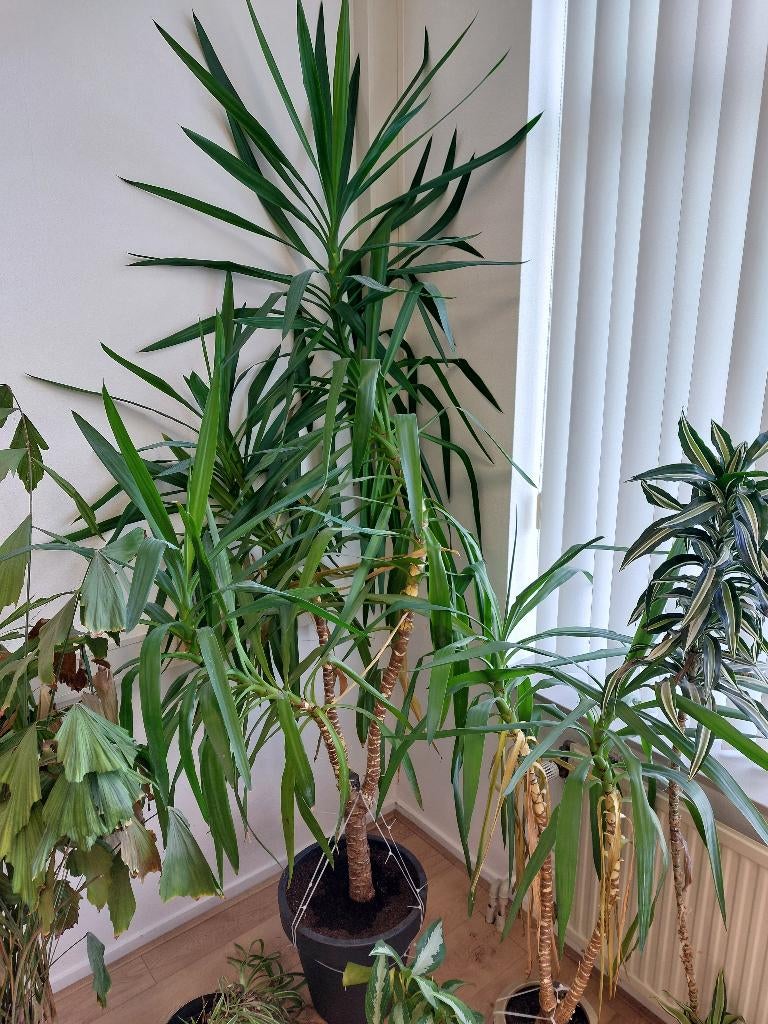 Diverse Kantoorplanten Set (7 stuks) incl. Sierpotten, Ophalen, Overige soorten, Halfschaduw, In pot