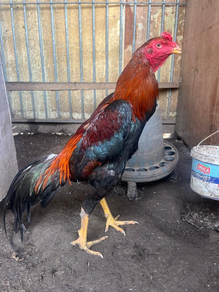 Hint x brasil, Dieren en Toebehoren, Mannelijk, Kip