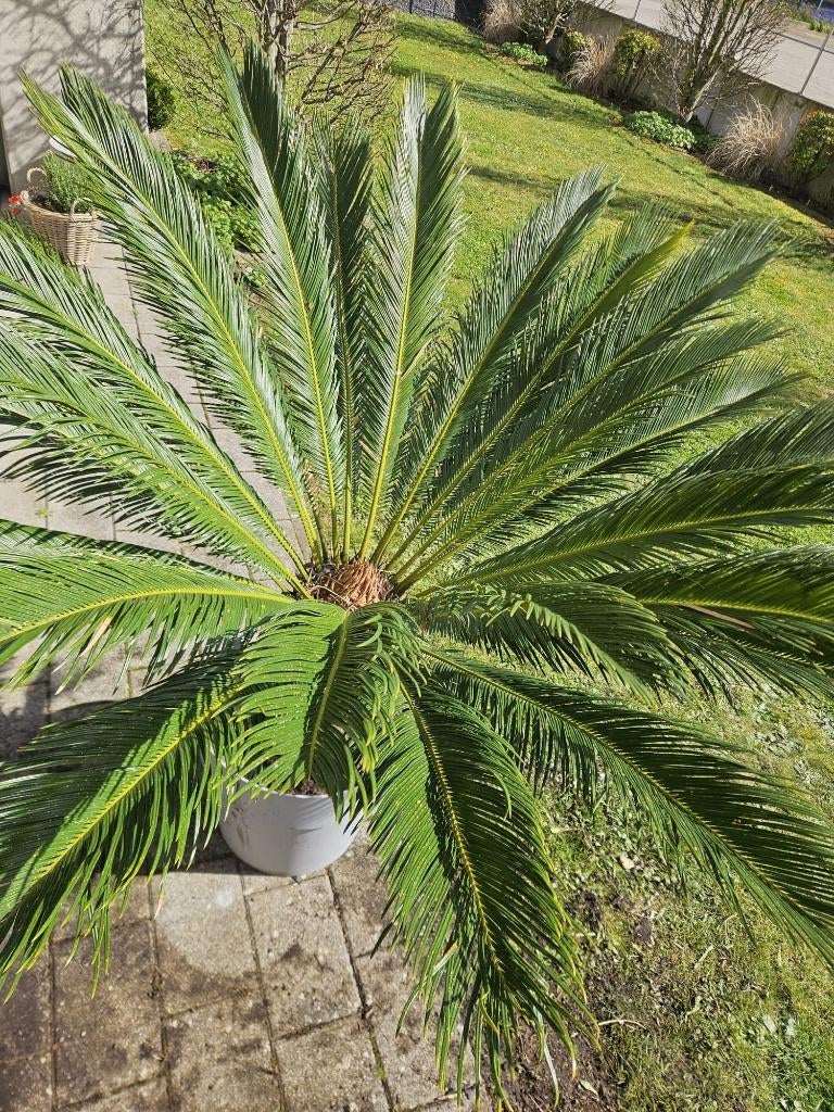 XL Cycas revoluta / vredespalm, Ophalen, In pot, Halfschaduw, 150 tot 200 cm