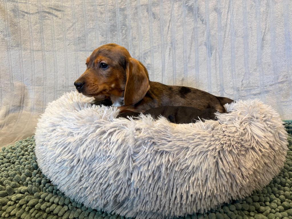 Teckel puppy’s, Parvo, Standaard, Reu, 8 tot 15 weken