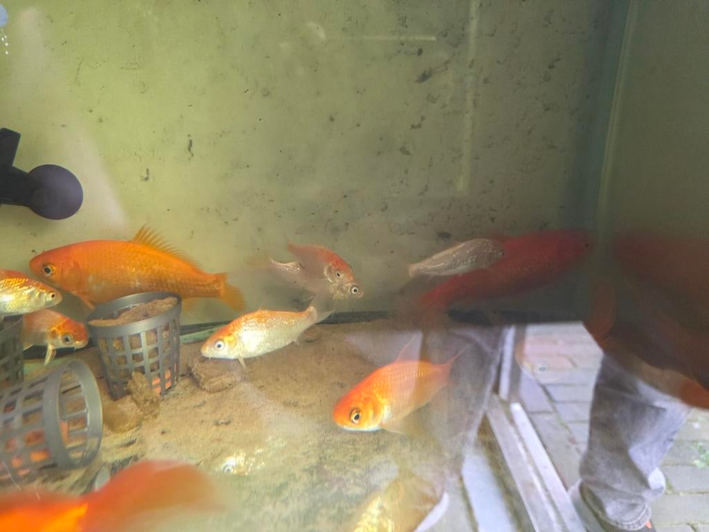 Koi karper junioren en grote goudvissen, Dieren en Toebehoren, Vissen | Vijvervissen, Karper of Koi