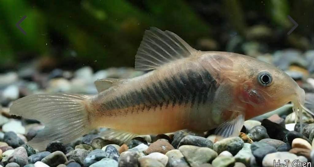 CORYDORA ANEUS EIGEN KWEEK. BODEMVIS VH AQUARIUM, Dieren en Toebehoren, Vissen | Aquariumvissen, Vis