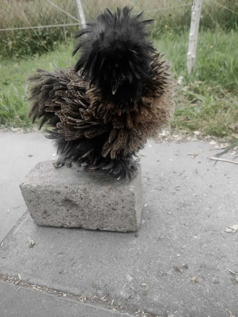 Broedeieren USA zijdehoen, Geslacht onbekend, Kip