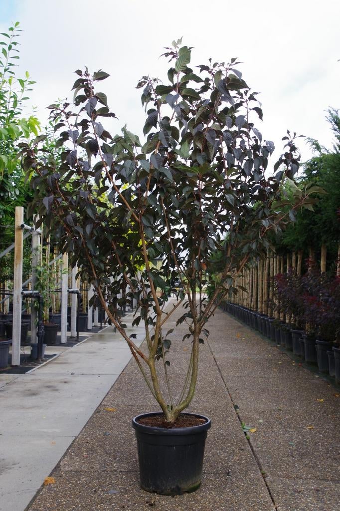 meerstammige japanse sierkers prunus royal burgundy, Ophalen, In pot, Volle zon, Overige soorten