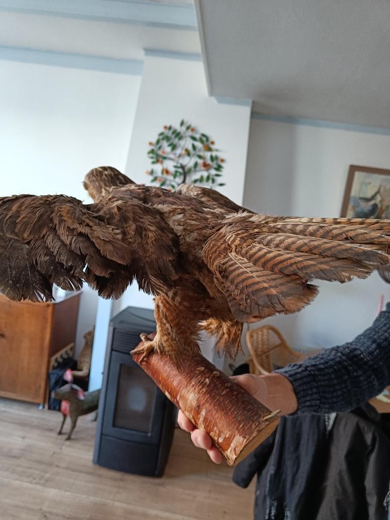 Buizerd, Verzamelen, Dierenverzamelingen, Ophalen, Gebruikt, Vogel, Opgezet dier