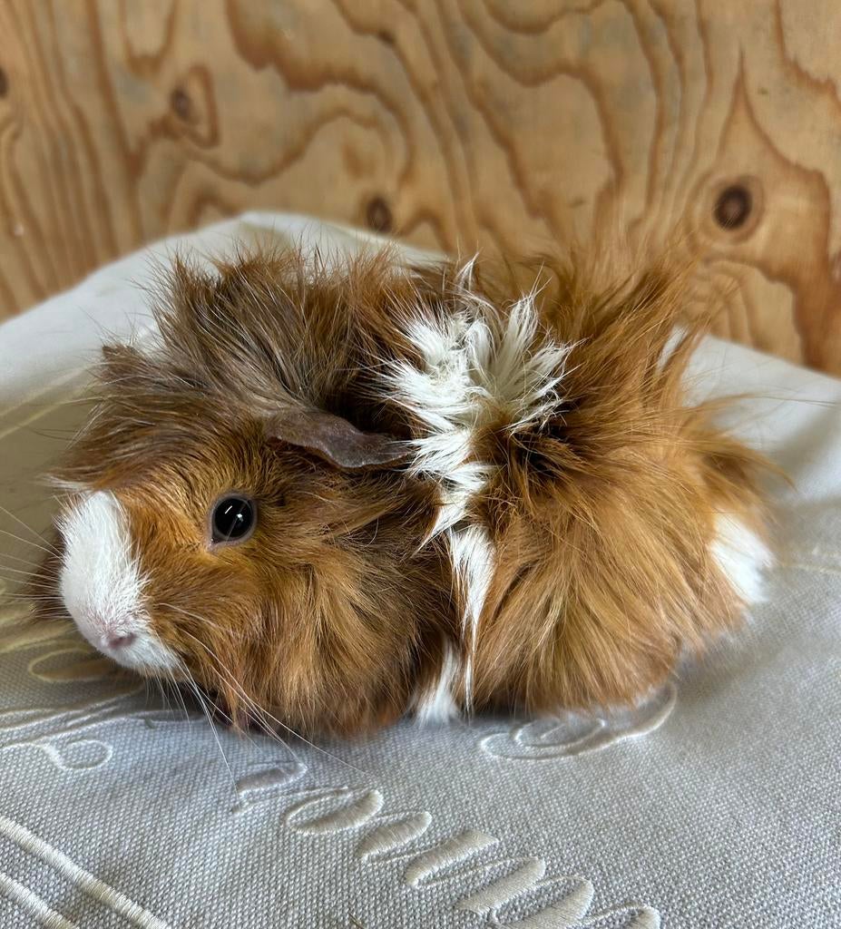 Jong cavia mannetje mixje, Februari, Mannelijk, Cavia