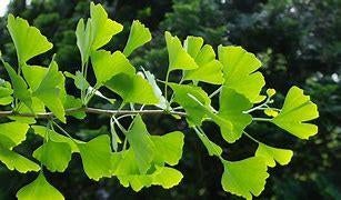 **ACTIE** Ginkgo biloba, japanse notenboom, Ophalen of Verzenden, Lente, Minder dan 100 cm, Volle zon