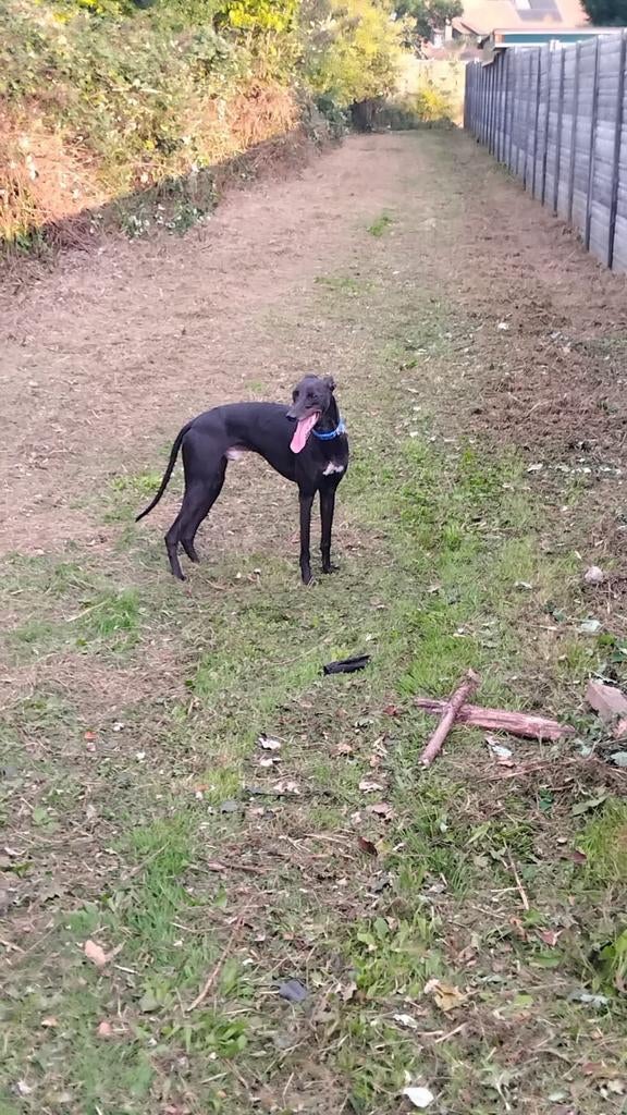 Door annulering nog een  whipet teefje te koop, Dieren en Toebehoren, Honden | Windhonden, Overige rassen, Teef, Eén hond, Nederland