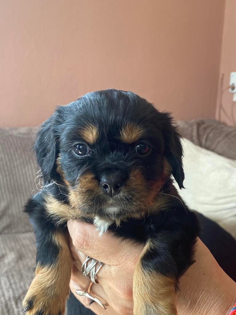Cavalier/kooiker pups | 4 teefjes 1 reu | beschikbaar 19 apr, Dieren en Toebehoren, Overige rassen, 8 tot 15 weken, Parvo, Meerdere