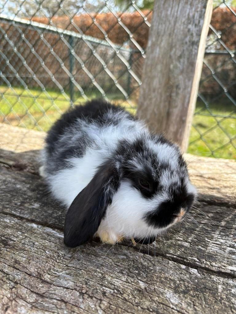 Te koop NHD konijnen., Dieren en Toebehoren, Konijnen, Meerdere dieren, Dwerg