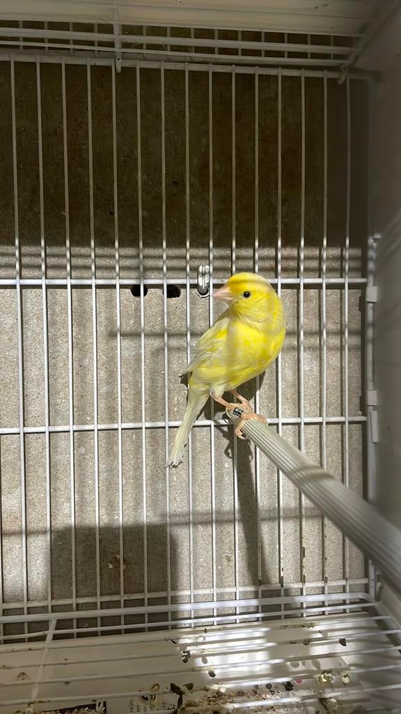 Waterslager poppen correct geringd, Vrouwelijk