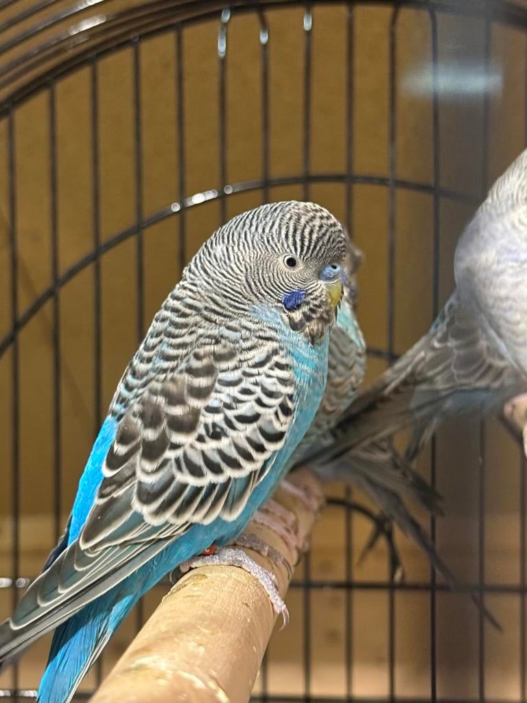 Blackface split, Meerdere dieren, Parkiet, Geringd