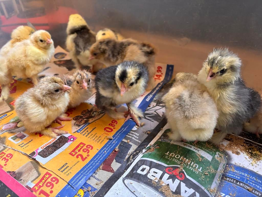 Brahma groot kuikens, Geslacht onbekend, Kip